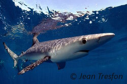 Le requin bleu