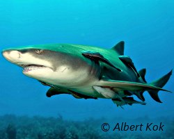 Le requin citron en fidèle compagnie de rémoras ! Le requin citron en fidèle compagnie de rémoras !