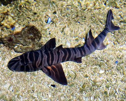 Requin dormeur zèbre (Heterodontus zebra)