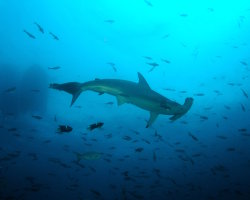 Le requin marteau est dot� d'une vision exceptionnelle