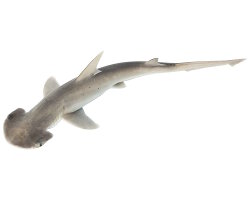 Requin marteau tiburo (Sphyrna tiburo)