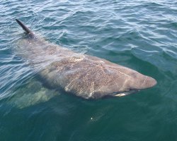 Requin pèlerin (Cetorhinus maximus)