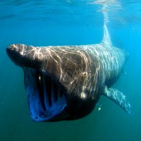 Requin pèlerin (Cetorhinus maximus)