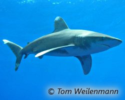 L'extr�mit� des nageoires blanche et arrondie caract�rise le requin longimanus !