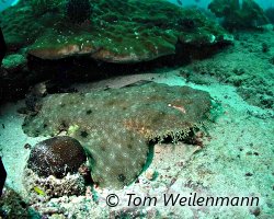 Son corps revêtu de motifs symétriques tels les dessins d'un tapis, le requin tapis barbu se fond dans son environnement ! Son corps revêtu de motifs symétriques tels les dessins d'un tapis, le requin tapis barbu se fond dans son environnement !