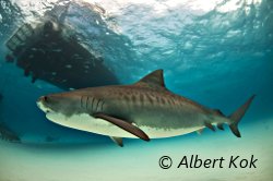 Le requin tigre affectionne les eaux moins profondes des r�cifs de corail et des lagons !