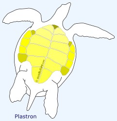 Tortue imbriquée (Eretmochelys imbricata) Tortue imbriquée (Eretmochelys imbricata)