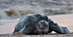 La plus imposante des tortues marines : la tortue luth !