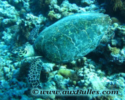 Les Tortues de mer avec la tortue verte (Maldives 2005)