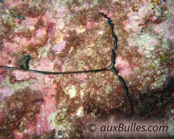 Bonellie verte (Bonellia viridis)