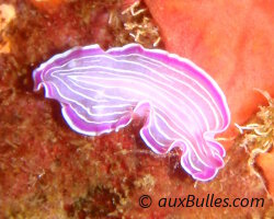 Ver plat rose (Prostheceraeus roseus)