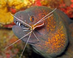 Crevette nettoyeuse d'Amboine (Lysmata amboinensis)