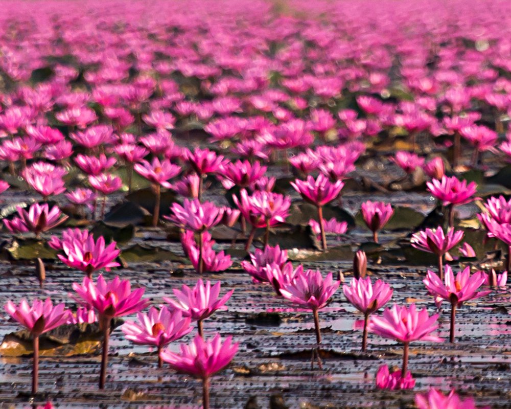 Les fleurs de lotus forment un tapis rose sur le lac Nong Harn (Thailande)