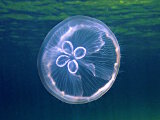 La méduse bleue