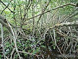 Des étendues d'eau bordées de mangrove !