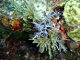 Plume de mer glaireuse (Antillogorgia americana)