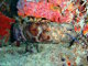 Cigale de mer marie-carogne (Scyllarides aequinoctialis)