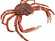 Crabe araignée de Méditerranée (Maja squinado)