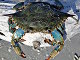 Crabe bleu américain (Callinectes sapidus)