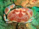 Crabe corail (Carpilius corallinus)