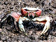 Crabe des cocotiers (Birgus latro)