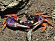 Crabe Halloween (Gecarcinus quadratus)