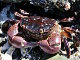 Crabe violet du rivage (Hemigrapsus nudus)