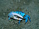 Crabe violoniste bleu (Uca tetragonon)