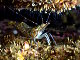 Crevette ésope (Pandalus montagui)