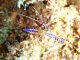 Crevette nettoyeuse de Pederson (Ancylomenes pedersoni)