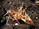 Crevette tigre épineuse (Phyllognathia ceratophthalma)