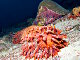 Concombre de mer épineux (Thelenota ananas)