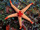 Étoile de mer à nodules (Fromia nodosa)