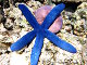 Etoile de mer bleue (Linckia laevigata)