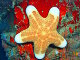 Etoile de mer coussin granuleuse (Choriaster granulatus)
