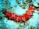 Concombre de mer à rayures rouges (Thelenota rubralineata)
