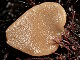 Eponge bourse comprimée (Grantia compressa)