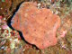 Eponge pierre (Petrosia ficiformis)
