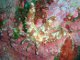 Etoile de mer épineuse (Coscinasterias tenuispina)