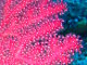 Gorgone rouge (Paramuricea clavata)