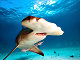 Grand requin marteau (Sphyrna mokarran)