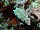 Limace de mer frisée (Elysia crispata)