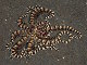 Pieuvre mimétique (Thaumoctopus mimicus)