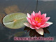 Le n�nuphar, la fleur par excellence de votre bassin !