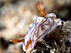 Doris zéphyr (Hypselodoris zephyra)