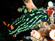Limace de mer noire à rayures vertes (Nembrotha kubaryana)