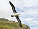 Albatros à sourcils noirs (Thalassarche melanophris)