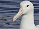 Albatros hurleur (Diomedea exulans)
