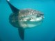 Un poisson lune de 2,50 m de haut dans les eaux de la Martinique !