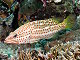 Mérou élégant (Anyperodon leucogrammicus)